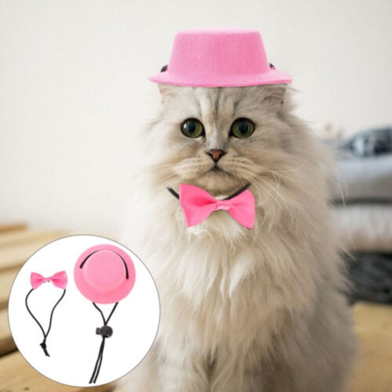 Meet Nala Cat: The Instagram Star With A Ton Of Fo – Tymoff 2024